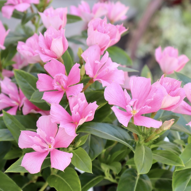 サントリーさんの八重咲きニチニチソウ☆サニープリンセス「ピンク