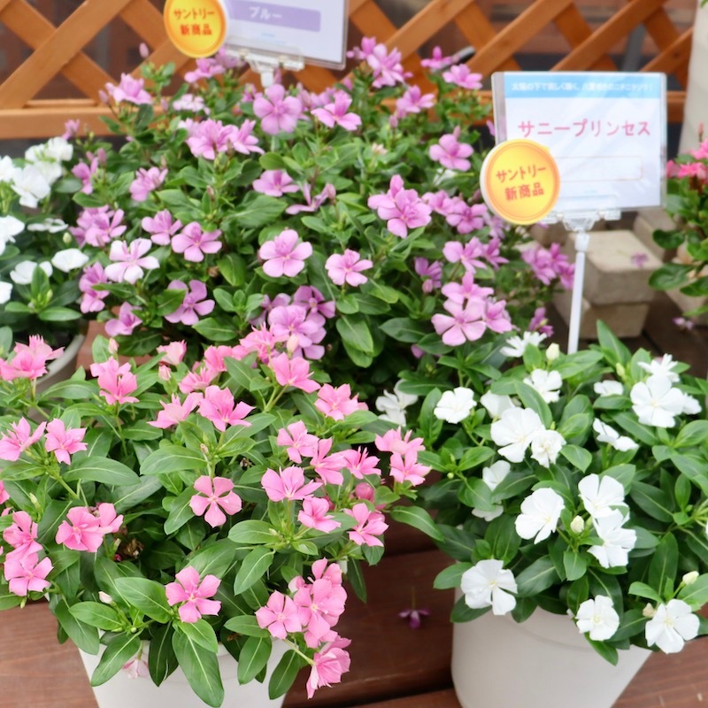 サントリーさんの八重咲きニチニチソウ☆サニープリンセス「ピンク