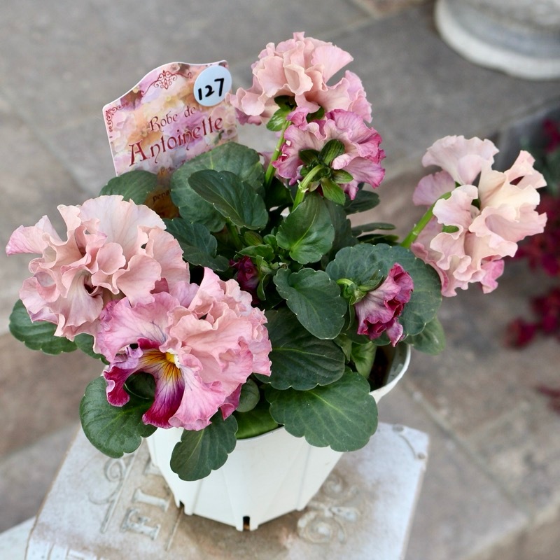 画像の現品1点限り》スペシャルなサトウ園芸さんのパンジー・ローブ