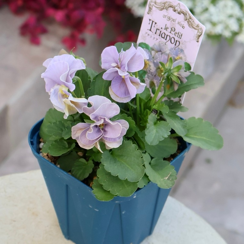 希少な新品種》サトウ園芸さんのビオラ・プチトリアノン「ローランサン