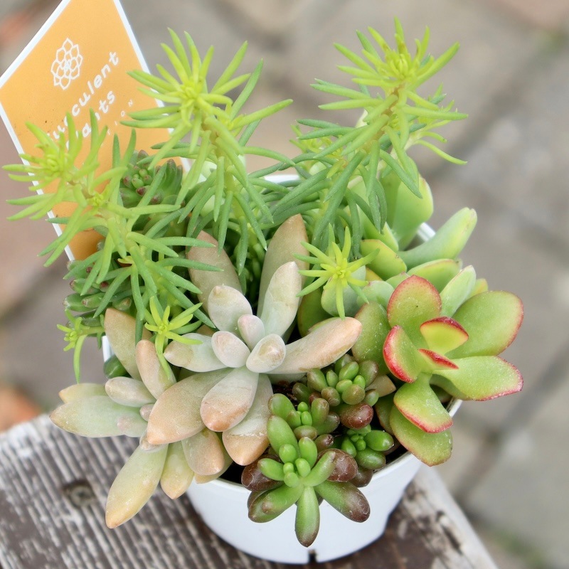 どれも絶対可愛い♪多肉のお任せ寄せ植え(2.5号鉢)