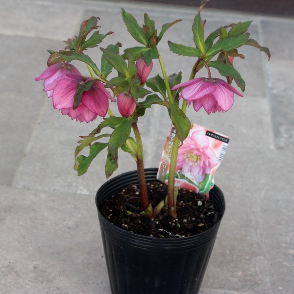 クリアランスセール☆【5.5号ポット】ラスト1点☆クリスマスローズ