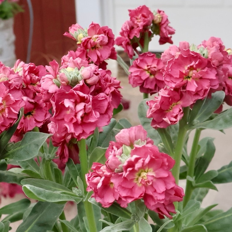 よく分枝した開花株☆八重咲きストック「アンティークブラウン」(3.5号