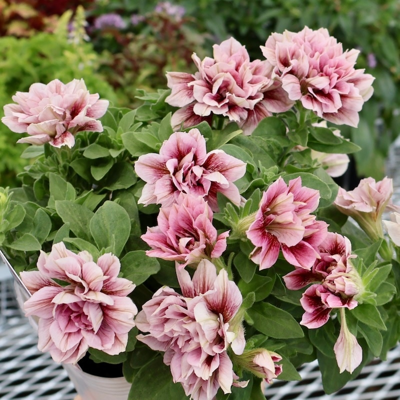 画像の現品!! 花日和さんの八重咲きペチュニア・ホイップマカロン