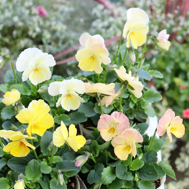 Green Farmv Village(奥田園芸)さん育種のときめきビオラ「名無し」(1番)