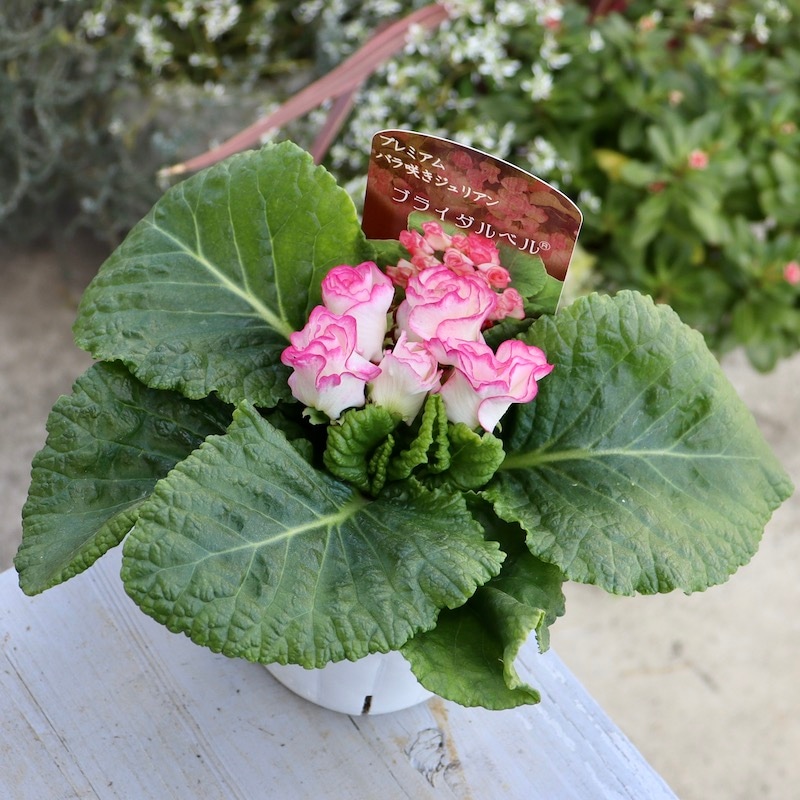 プレミアム・バラ咲きプリムラ・ジュリアン「ブライダルベル」