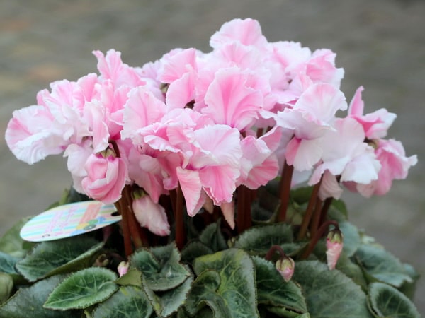 風散歩☆推奨シクラメン「ミルキーガール」＜C＞