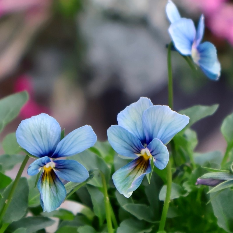プレミアムカラー》画像で花の色・形を選べる!!うえたビオラ「パピヨン