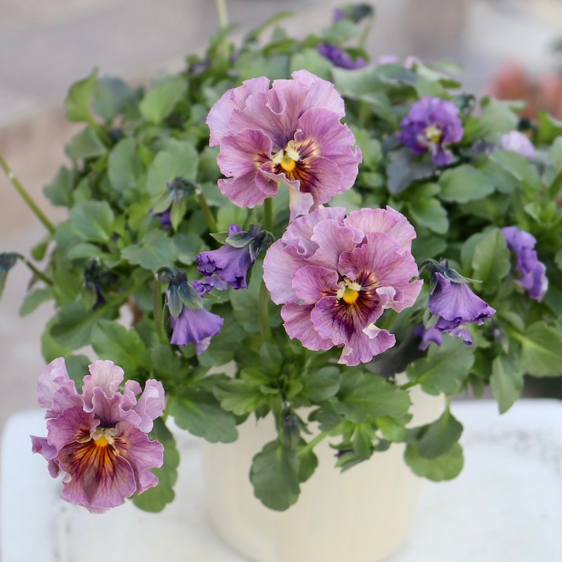 特大☆画像の現品!! 石川園芸さんのビオラ「レディ」スペシャル＜SP40＞