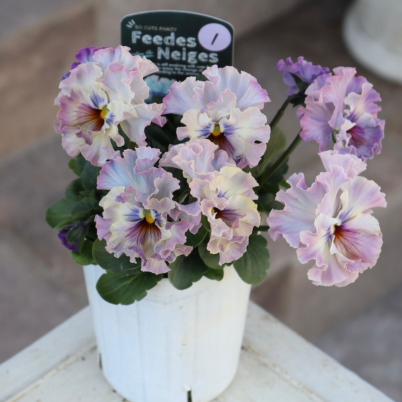 来シーズン発売予定の新品種☆画像の花みっけ!! 】1点限り☆桂楓園さん