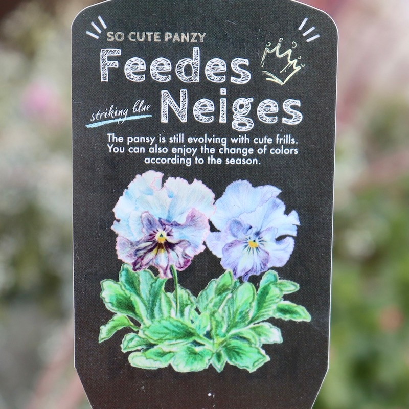 来シーズン発売予定の新品種☆画像の花みっけ!! 】1点限り☆桂楓園さん