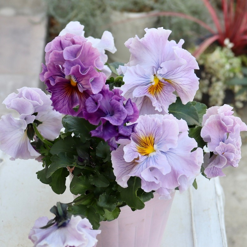 Rガーデンさんのアンティークフリルパンジー「フルール」 お色お任せ