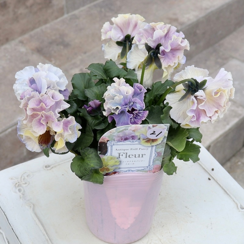 Rガーデンさんのアンティークフリルパンジー「フルール」 お色お任せ