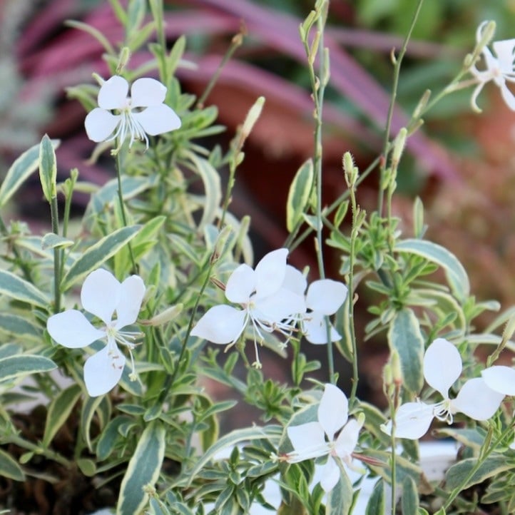 1_000000007578.jpg?1739977572