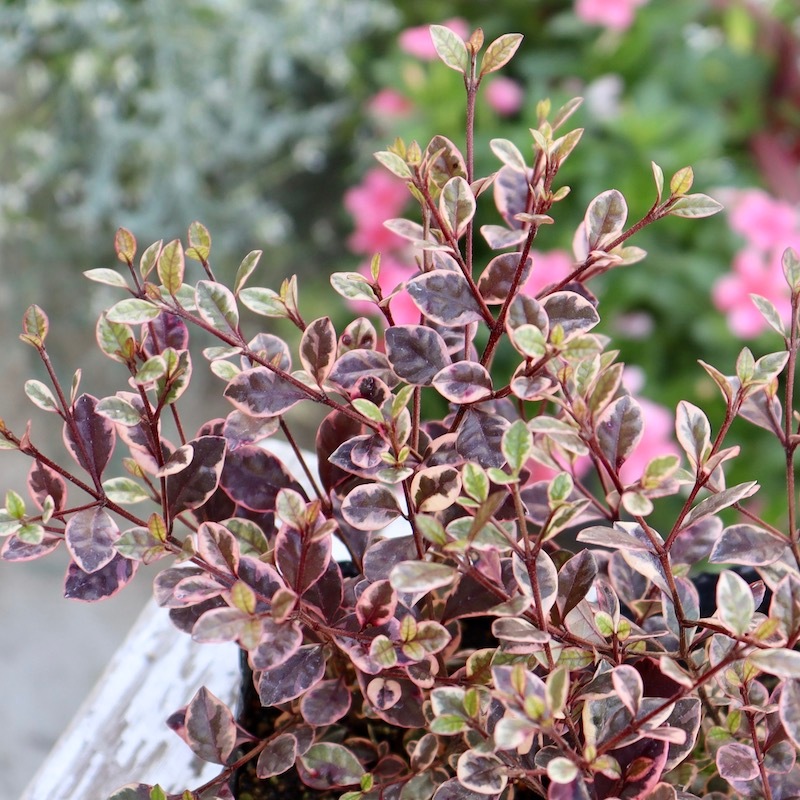 3本に株分け可能☆ボリューム満点♪ロフォミルタス「マジックドラゴン」