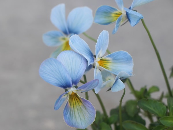 うえたビオラ「パピヨンワールド」78番(3.5号ポット)