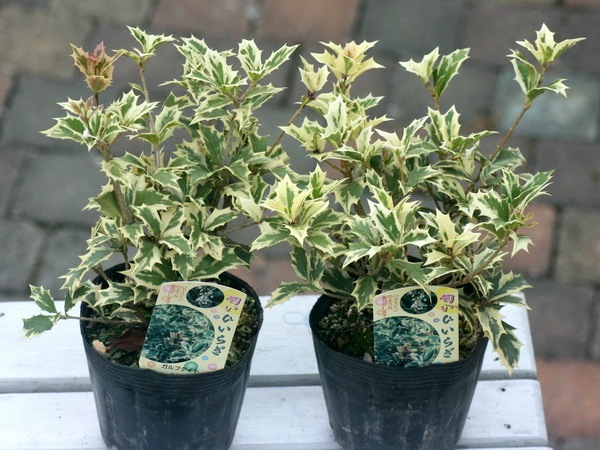 匂い斑入りヒイラギ(3.5号ポット)