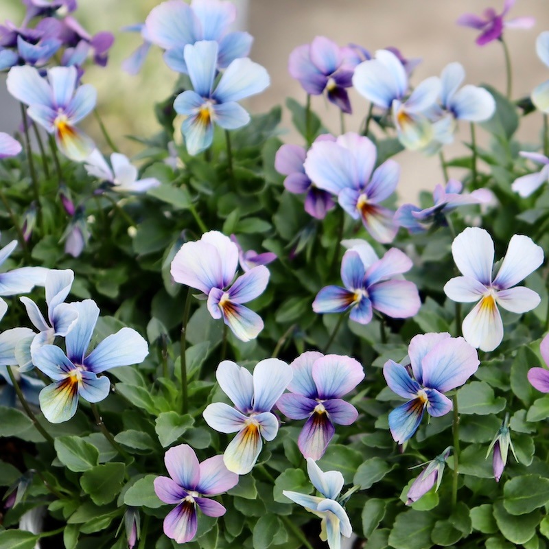 進化系レインボーブルー☆画像で花の色・形を選べる!!うえたビオラ