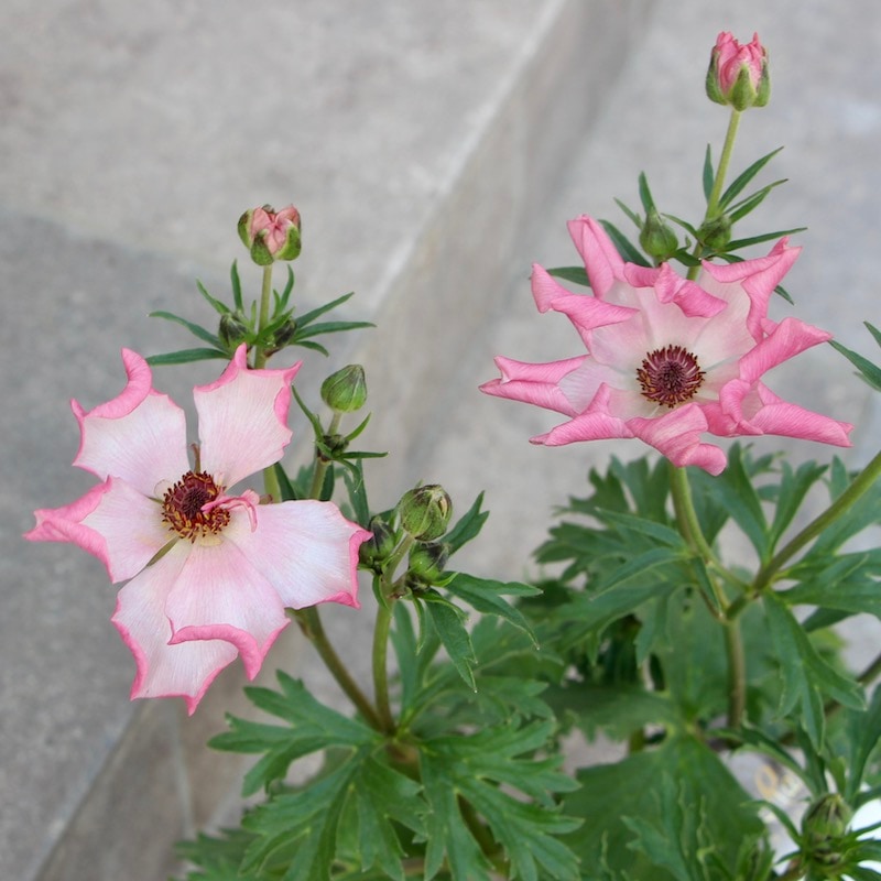 画像の現品1点限り!!【5号鉢】ラナンキュラス・ラックス「イーシス」