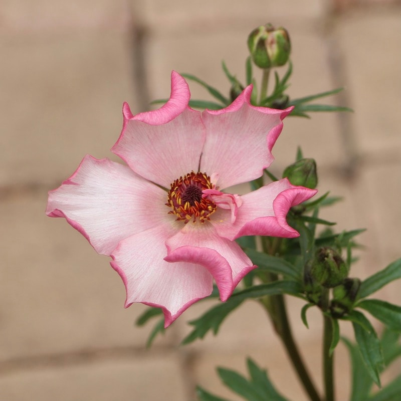 画像の現品1点限り!!【5号鉢】ラナンキュラス・ラックス「イーシス」