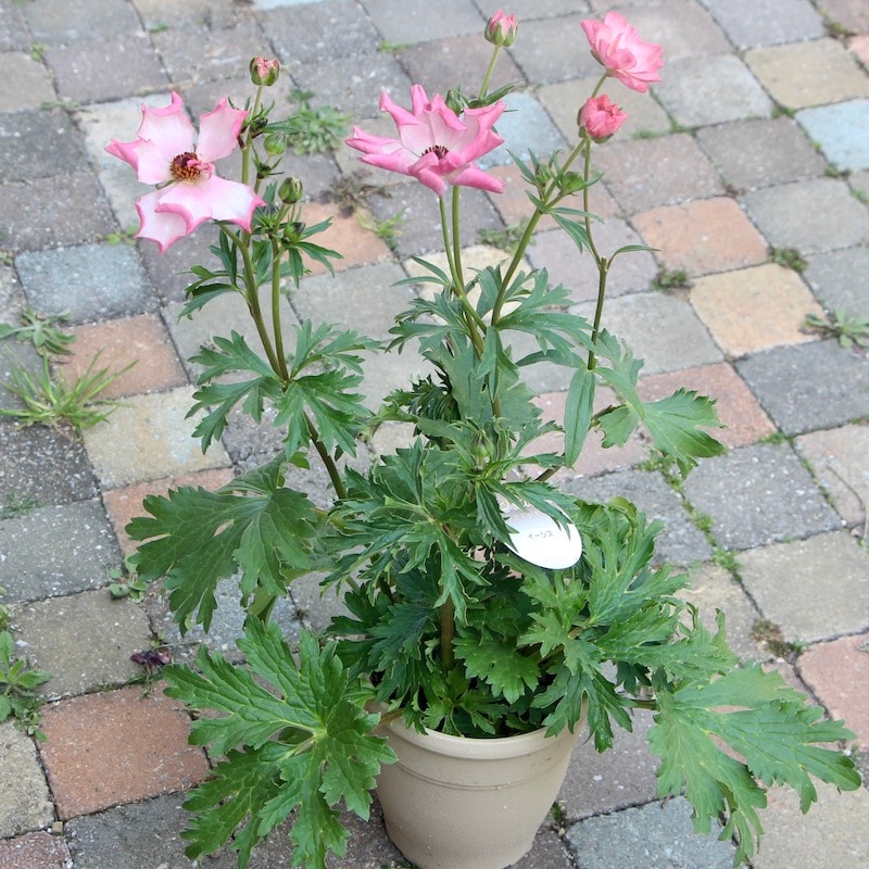 画像の現品1点限り!!【5号鉢】ラナンキュラス・ラックス「イーシス」