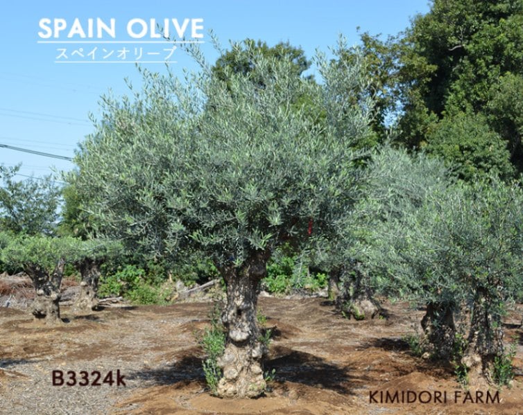 スペインオリーブ 古木 a3324k オリーブの木 植木 庭木 シンボルツリー