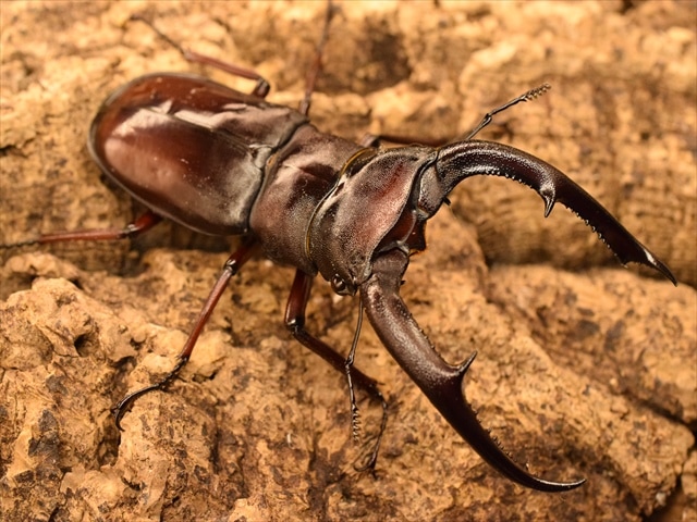 RED血統】マンディブラリスフタマタクワガタ（ボルネオ島産）84mm