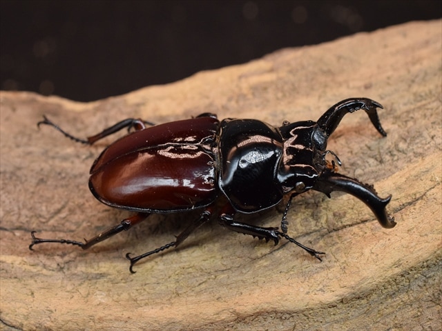 標本用】オーベルチュールクロツヤシカクワガタ53mm | すべての商品 | 極