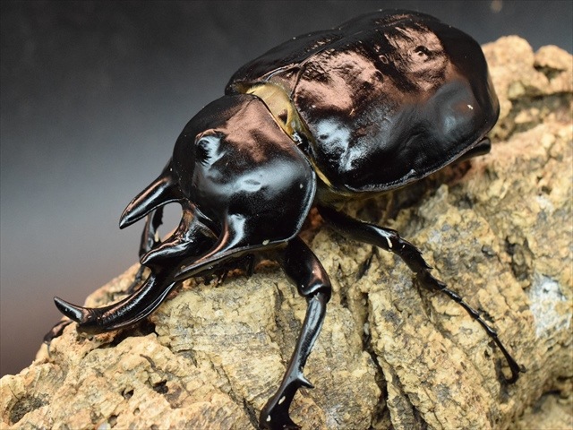 大型ペア】アクティオンゾウカブト（アクタエオンゾウカブト）【新成虫