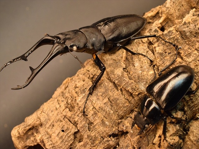 超LLサイズ】ギラファノコギリクワガタ114mmペア【ホワイトアイ血統