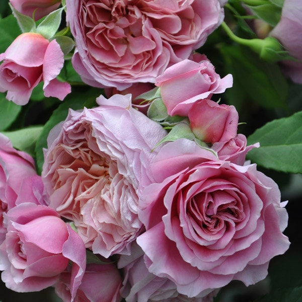 バラ苗 図鑑 ローブ ア ラ フランセーズ Rose a la francaise 国産