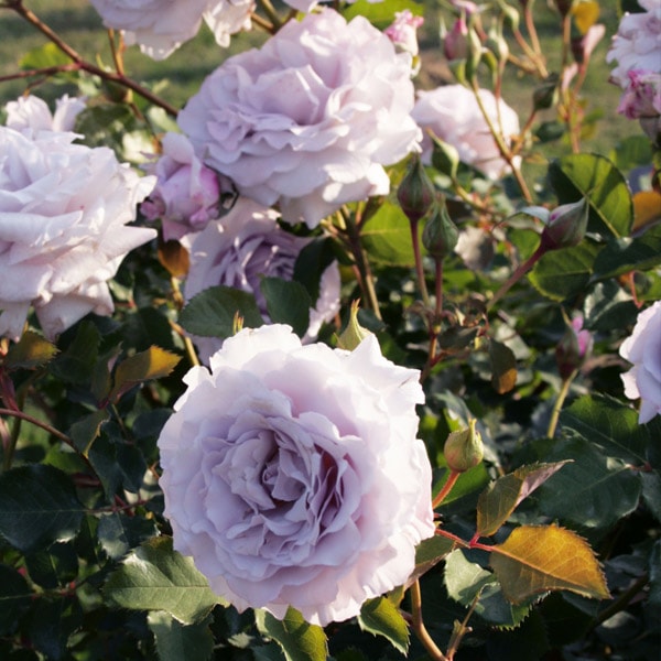 バラ苗 図鑑 志野 Shino 国産ノイバラ台木使用 | ブランドから探す,禅