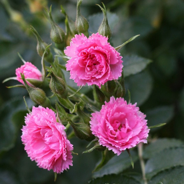 バラ苗 図鑑 ピンク グルーテンドルスト Pink Grootendorst 国産