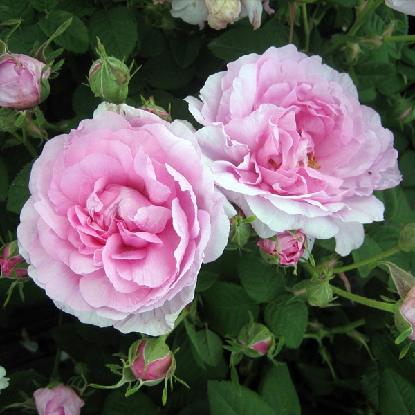 バラ苗 図鑑 エンプレス ジョセフィーヌ Empress Josephine 国産