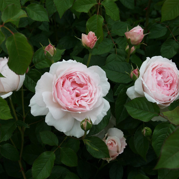 バラ苗 図鑑 ザ ウェッジウッド ローズ The Wedgwood Rose 国産