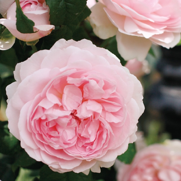 バラ苗 図鑑 シャリファ アスマ Sharifa Asma 国産ノイバラ台木使用