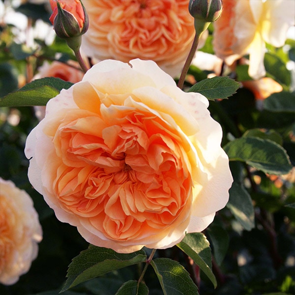 バラ苗 図鑑 ポート サンライト Port Sunlight 国産ノイバラ台木使用