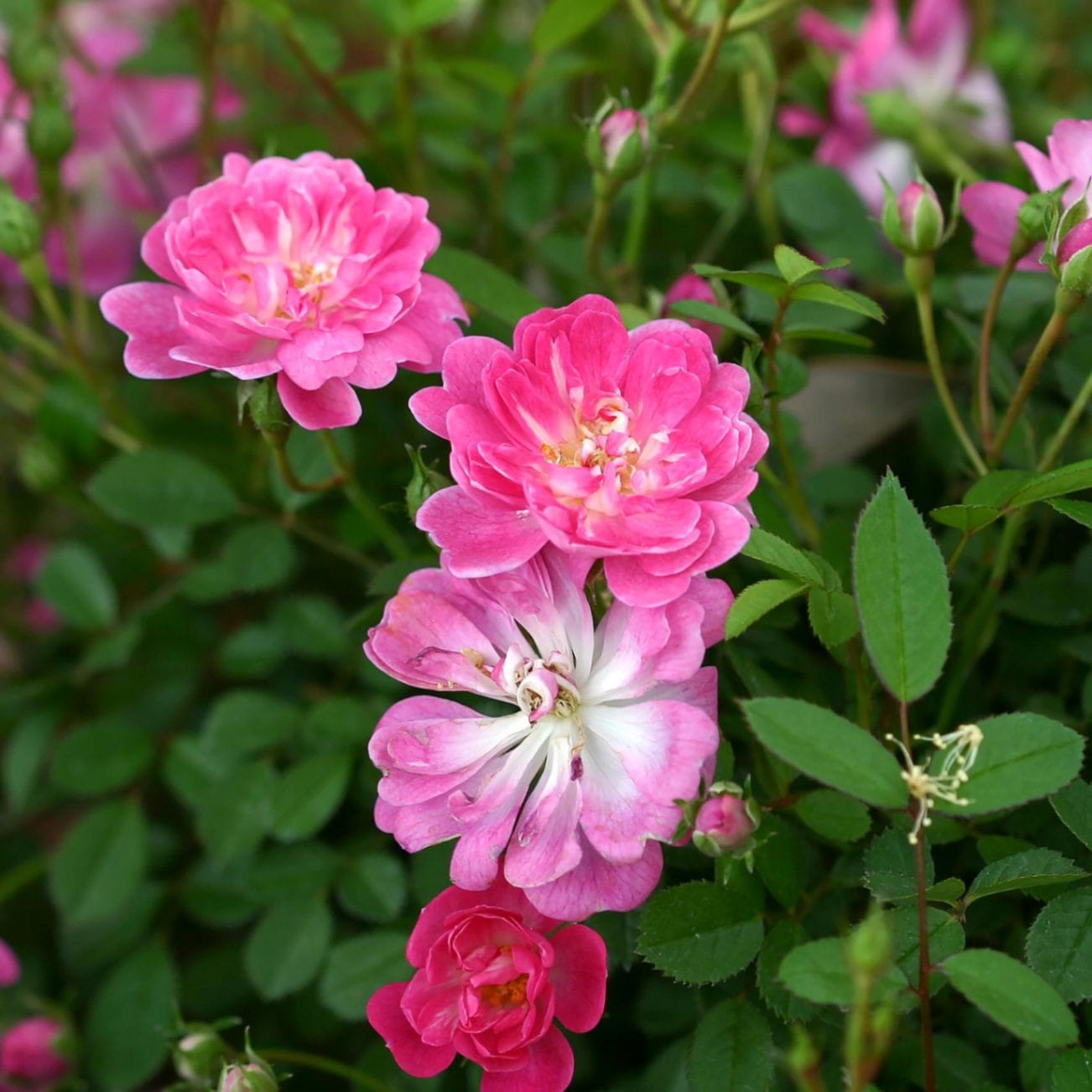 バラ苗 図鑑 咲耶姫 Sakuyahime 国産ノイバラ台木使用 | すべての商品