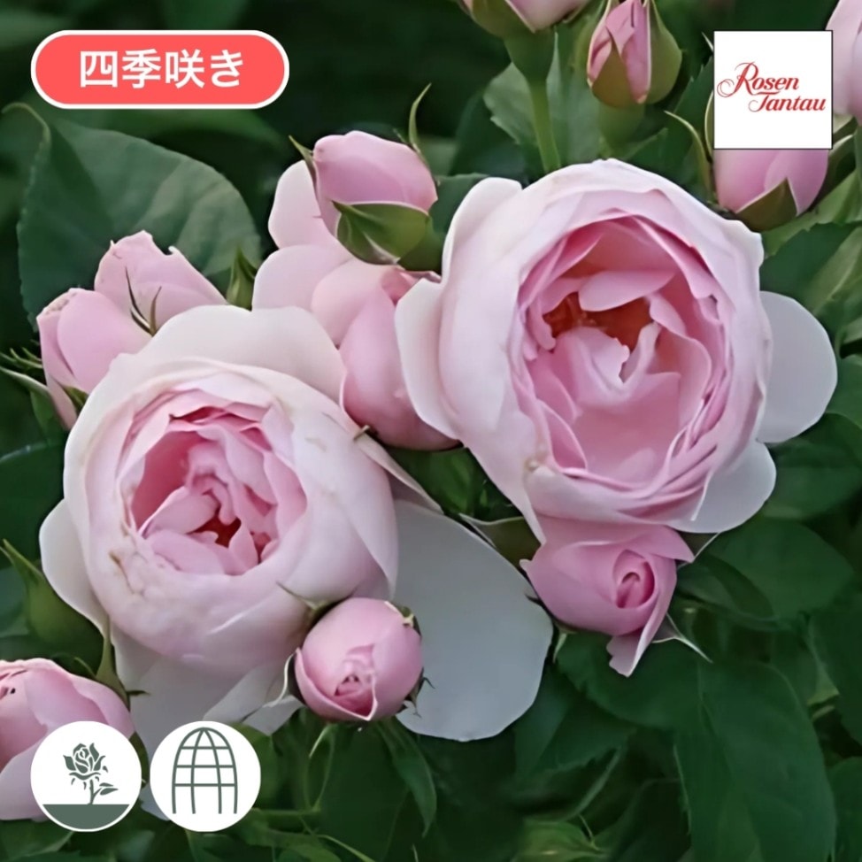 バラ苗 大苗 2026 ハンス ゲーネバイン Hans Gönewein 国産ノイバラ台