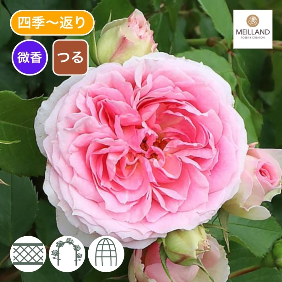 バラ苗 大苗 2026 アミ ロマンティカ Amie Romantica 国産ノイバラ台木