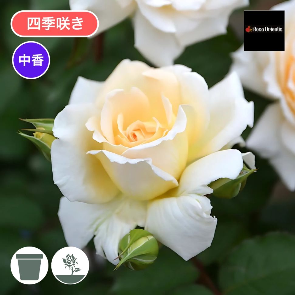 バラ苗 大苗 2026 敦煌 とんこう Dun h uang 国産ノイバラ台木使用