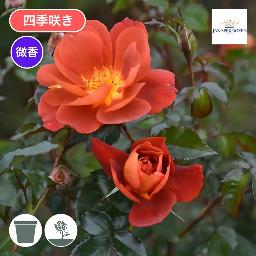 バラ苗 大苗 2026 バリスタ Varistor 国産ノイバラ台木使用 | 大苗