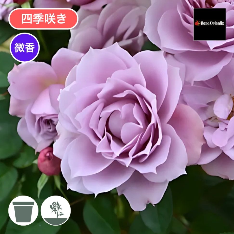 バラ苗 大苗 2026 紫式部 むらさきしきぶ Murasaki Shikibu 国産