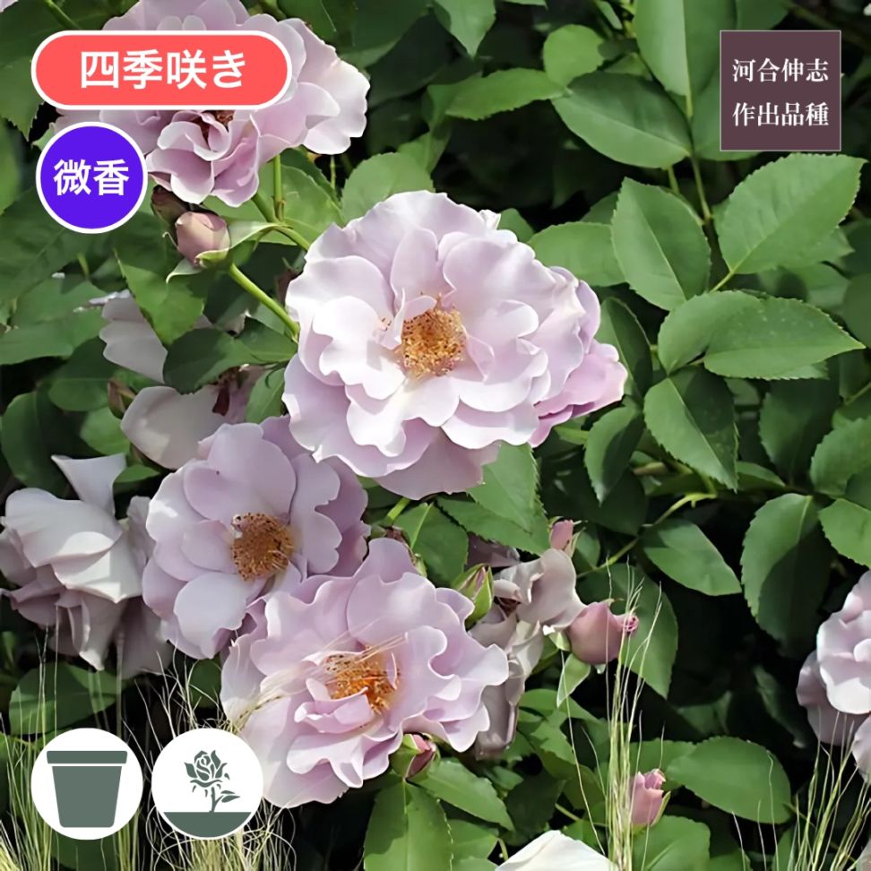 バラ苗 予約新苗 2026 トワイライト ヨコハマ 国産ノイバラ台木使用