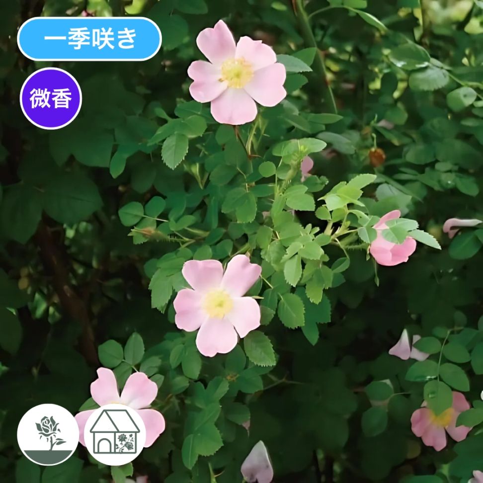 バラ苗 予約新苗 2026 ロサ カニーナ Rosa canina 国産ノイバラ台木