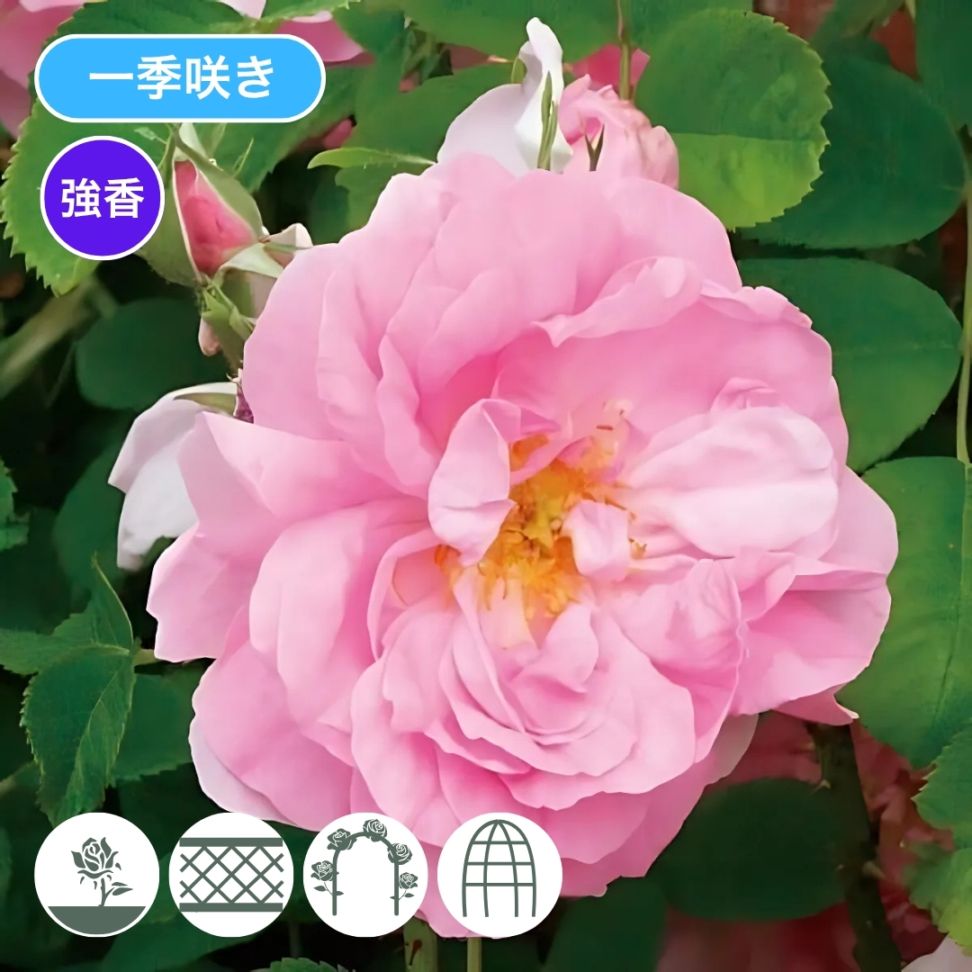 バラ苗 予約新苗 2026 ロサ ダマスケナ Rosa × damascena 国産ノイバラ