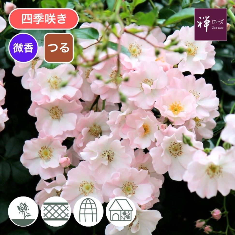 バラ苗 予約新苗 2026 伽羅奢 がらしゃ Gracia 国産ノイバラ台木使用