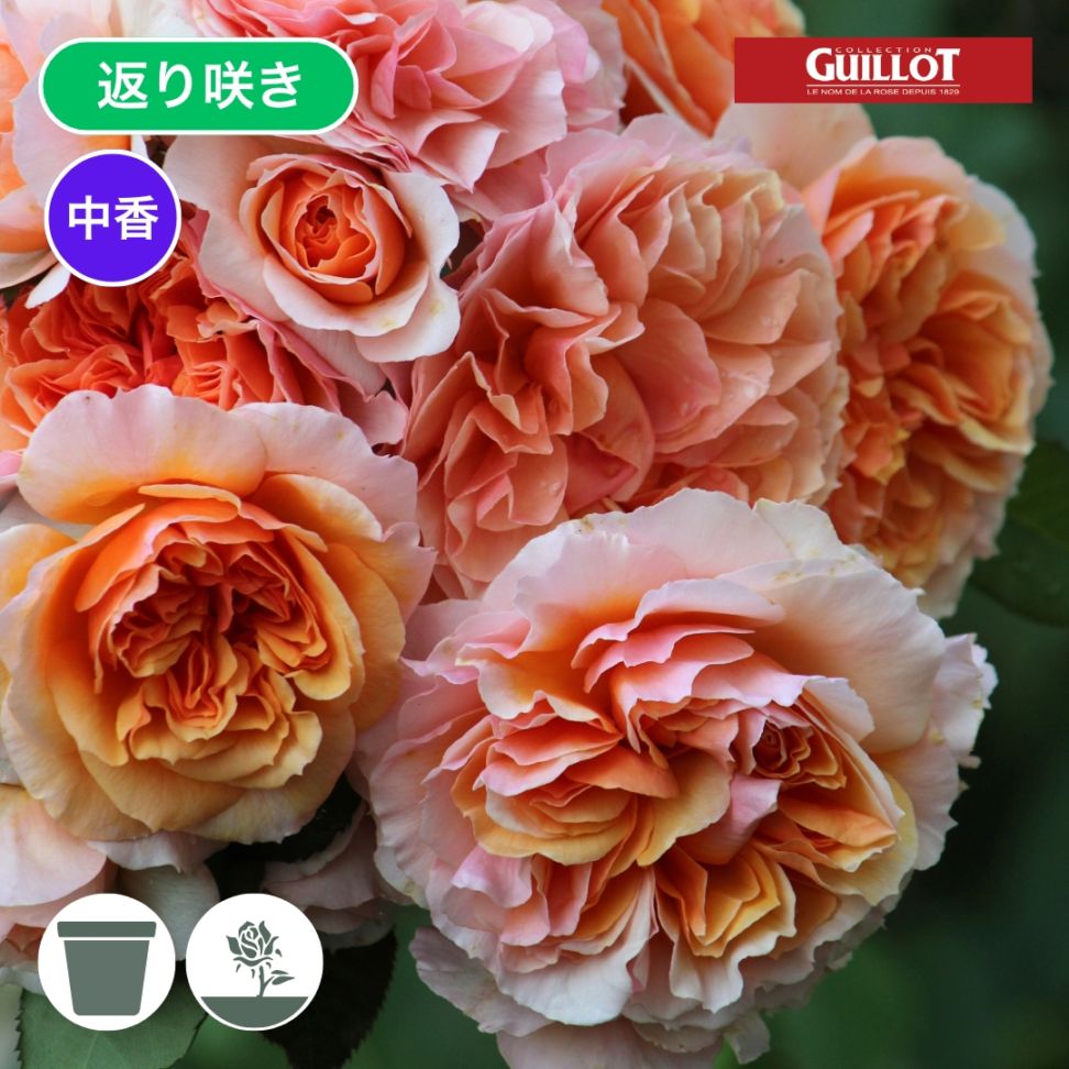 バラ苗 予約新苗 2026 ザビエル デ フライシネッテ Xevier de