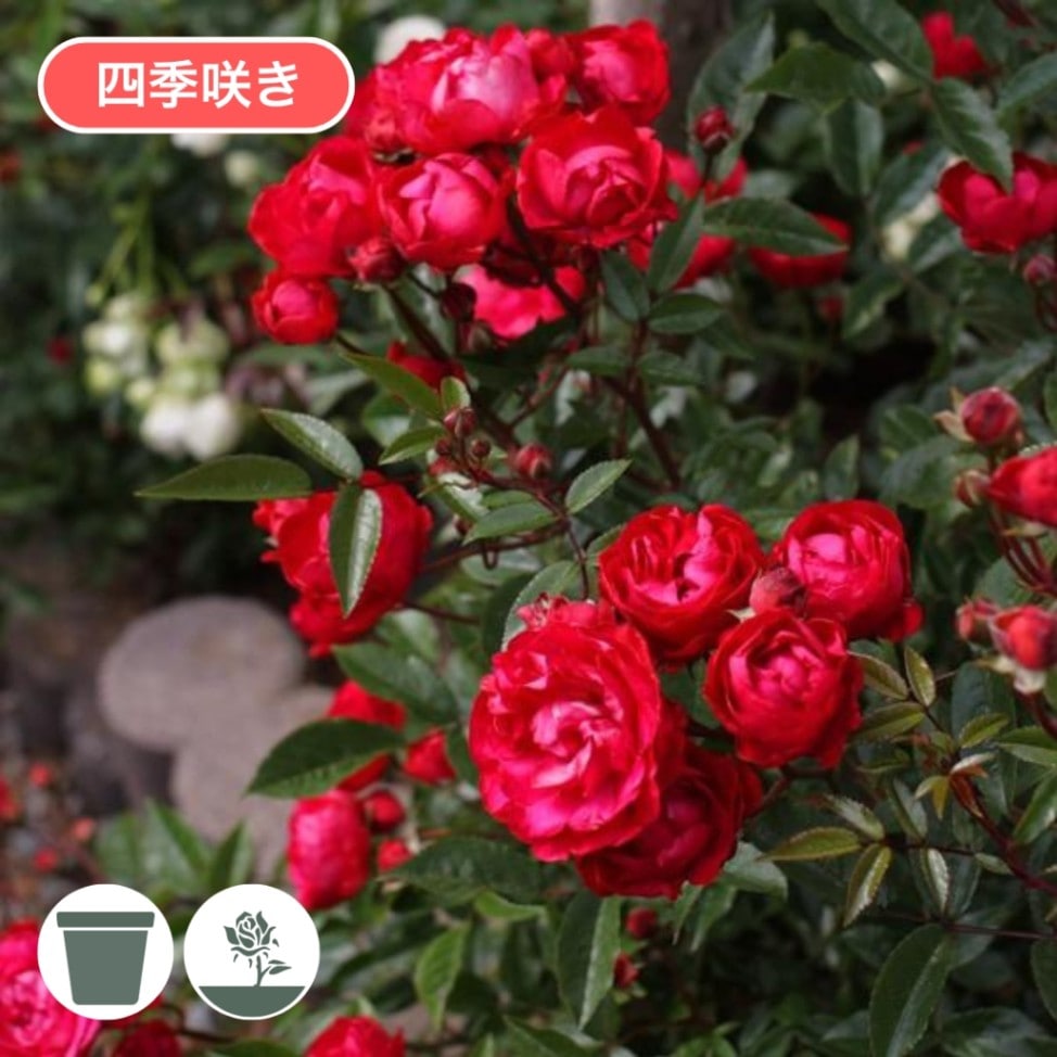 バラ苗 予約新苗 2026 マザーズディ Mothersday 国産ノイバラ台木使用