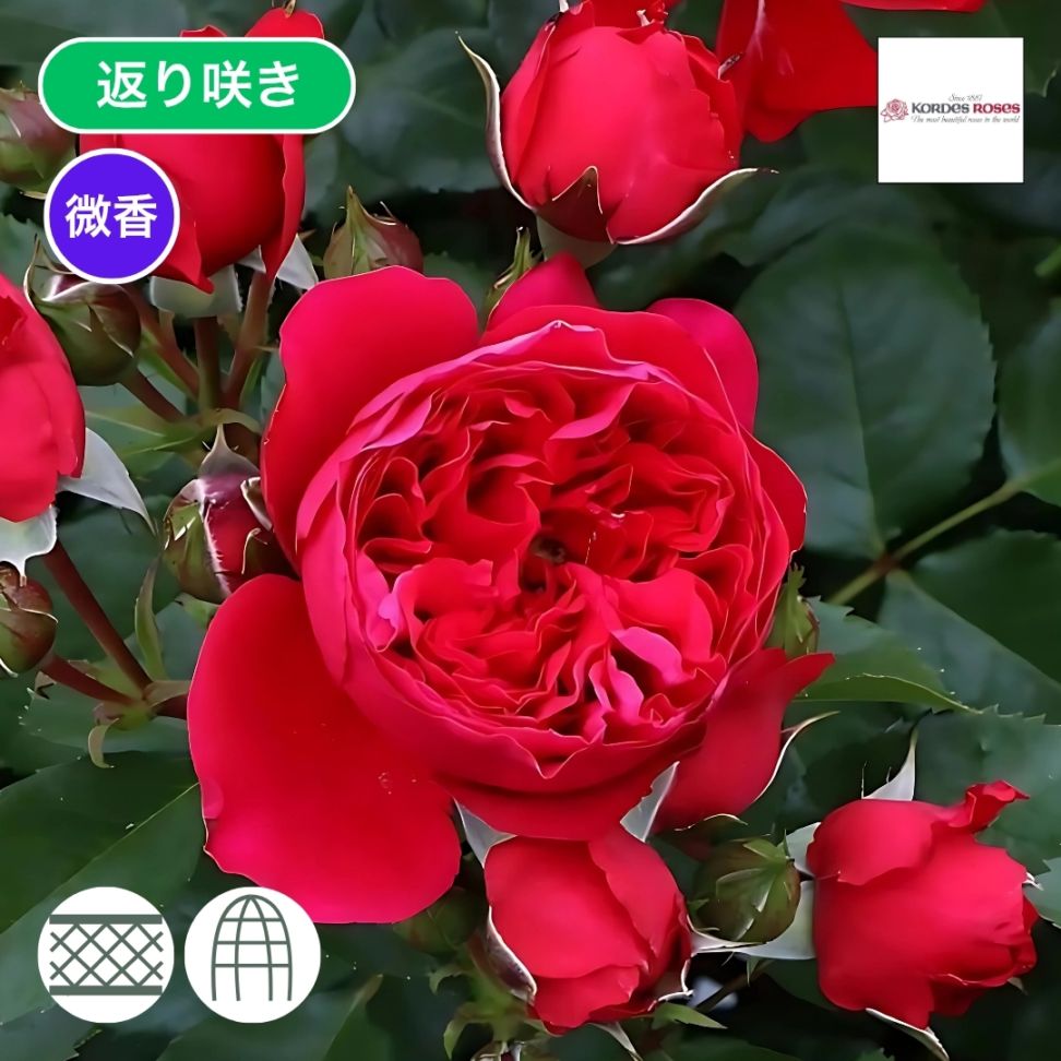 バラ苗 予約新苗 2026 フロレンティーナ Florentina 国産ノイバラ台木